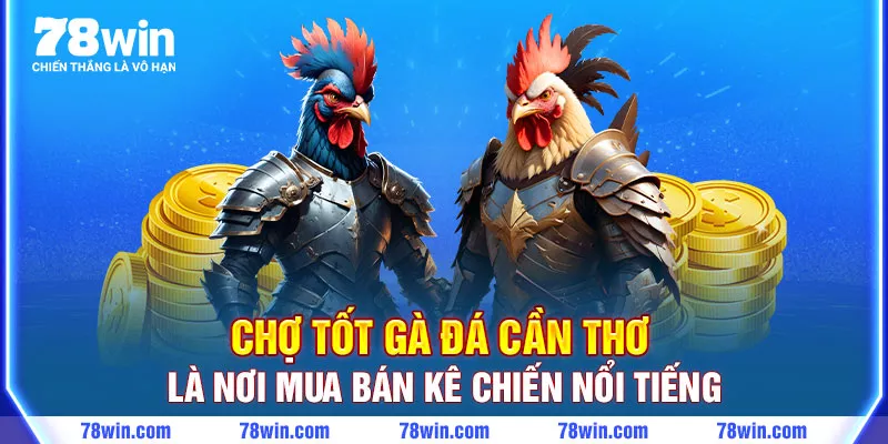 Chợ tốt gà đá Cần Thơ là nơi mua kê chiến nổi tiếng