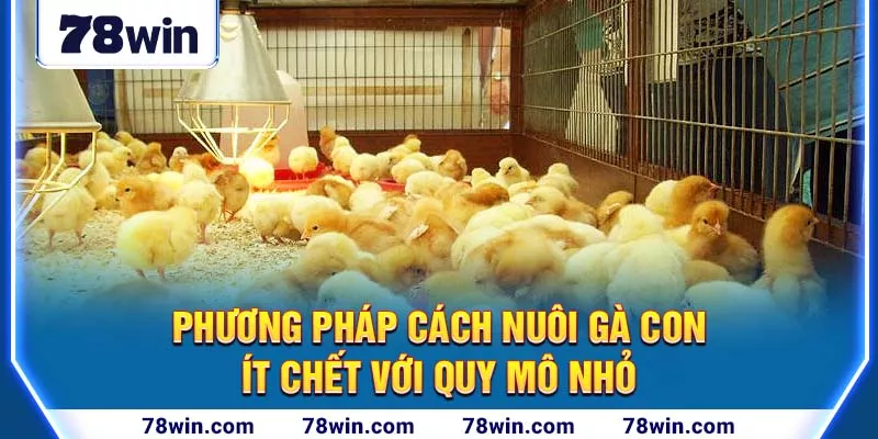 2-phuong-phap-cach-nuoi-ga-con-it-chet-voi-quy-mo-nho