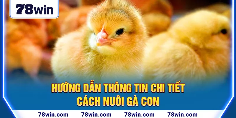 3-huong-dan-thong-tin-chi-tiet-cach-nuoi-ga-con